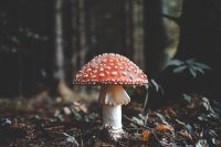 Psilocybine maakt je ideeën beter, niet talrijker