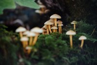 Tsjechië keurt als eerste EU-land psilocybine therapie goed