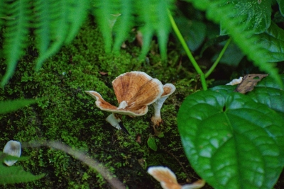 Microdosing veroverde Amerika, maar de wetenschap twijfelt