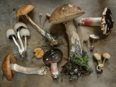 Overheid steekt 2,6 miljoen in psychedelica-onderzoek